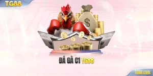 Đá gà C1 TG88